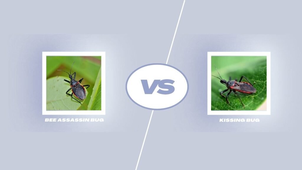 Bee Assassin Bug vs Kissing Bug