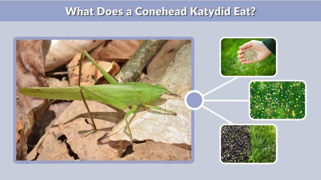 What Does a Conehead Katydid Eat?