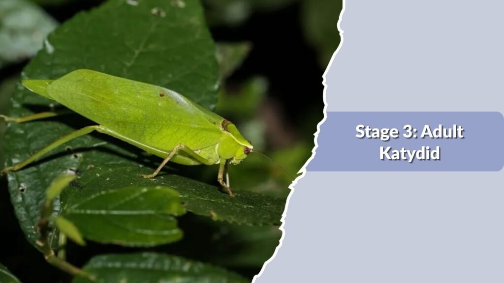 Stage 3: Adult Katydid