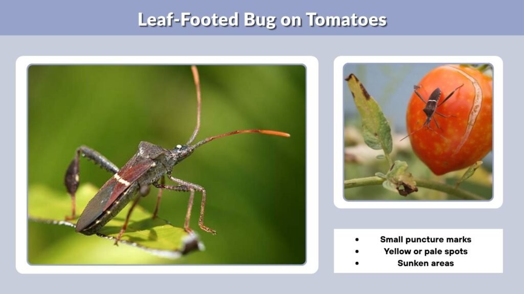 Leaf-Footed Bug on Tomatoes