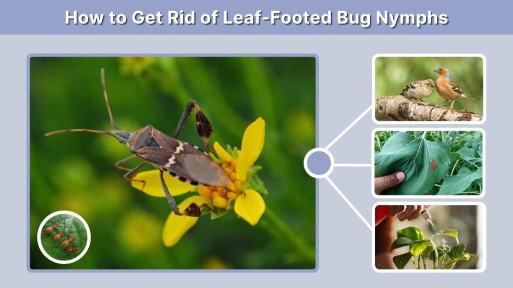 How to Get Rid of Leaf-Footed Bug Nymphs