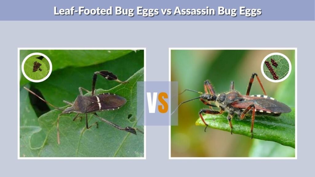 Leaf-Footed Bug Eggs vs Assassin Bug Eggs