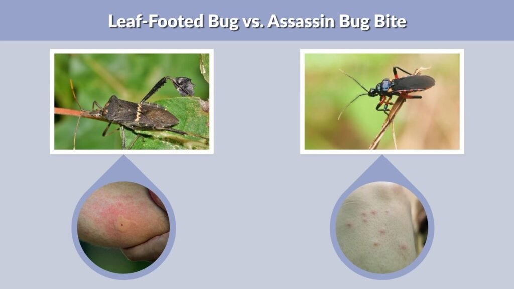 Leaf-Footed Bug vs. Assassin Bug Bite