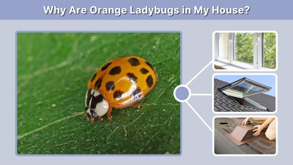 Why Are Orange Ladybugs in My House?