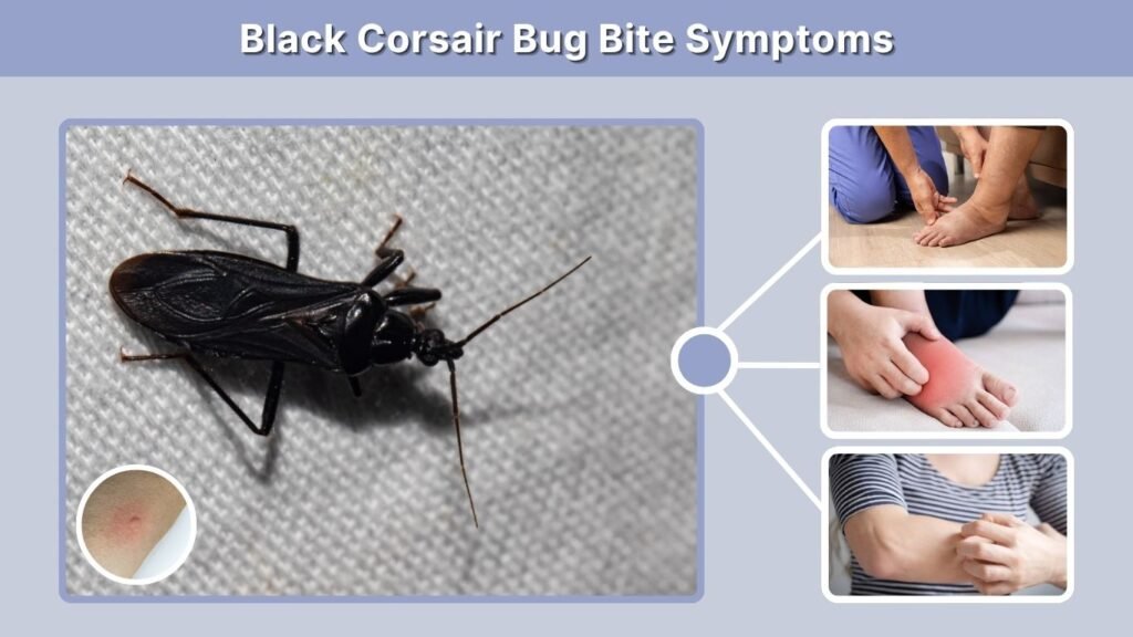 Black Corsair Bug Bite Symptoms