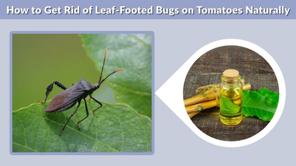 How to Get Rid of Leaf-Footed Bugs on Tomatoes Naturally