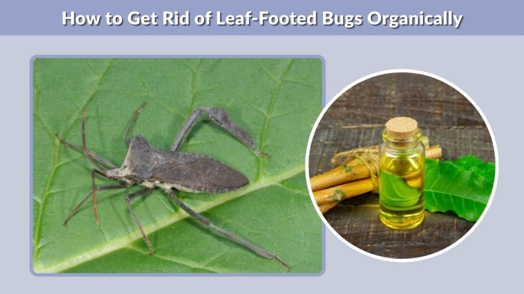 How to Get Rid of Leaf-Footed Bugs Organically