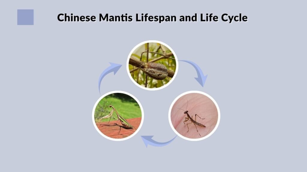 Chinese Mantis Lifespan and Life Cycle