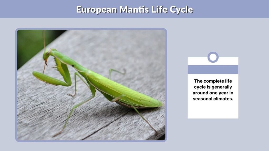 European Mantis Life Cycle