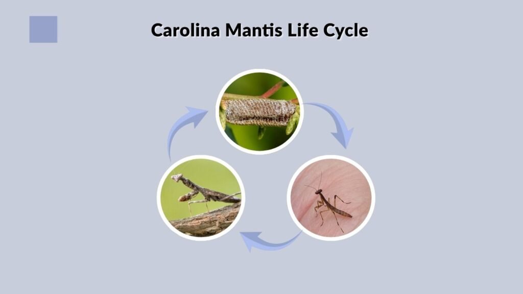 Carolina Mantis Life Cycle