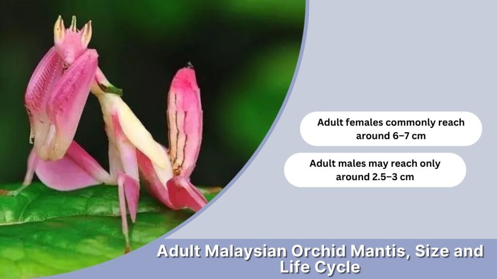 Adult Malaysian Orchid Mantis, Size and Life Cycle