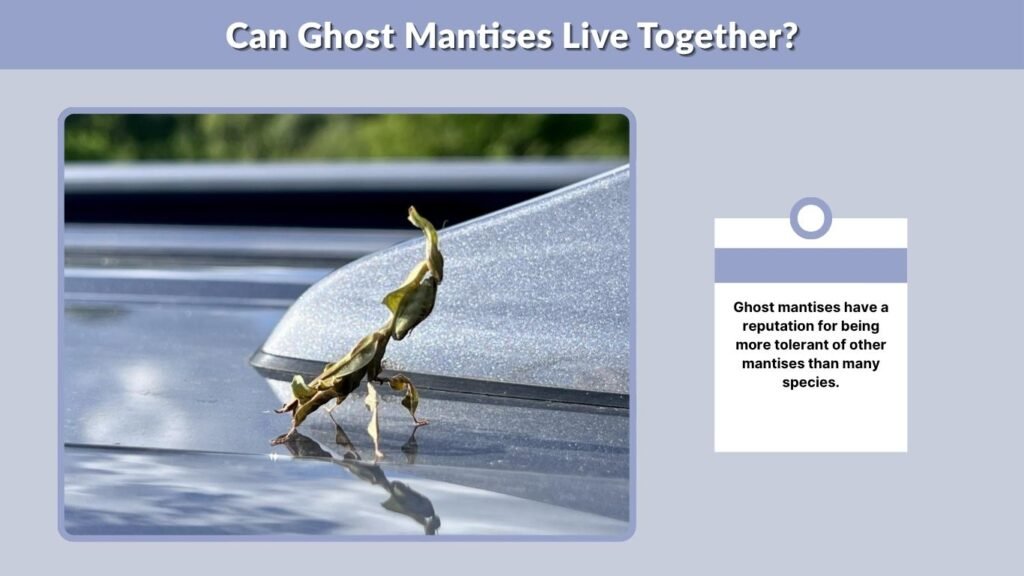 Can Ghost Mantises Live Together?