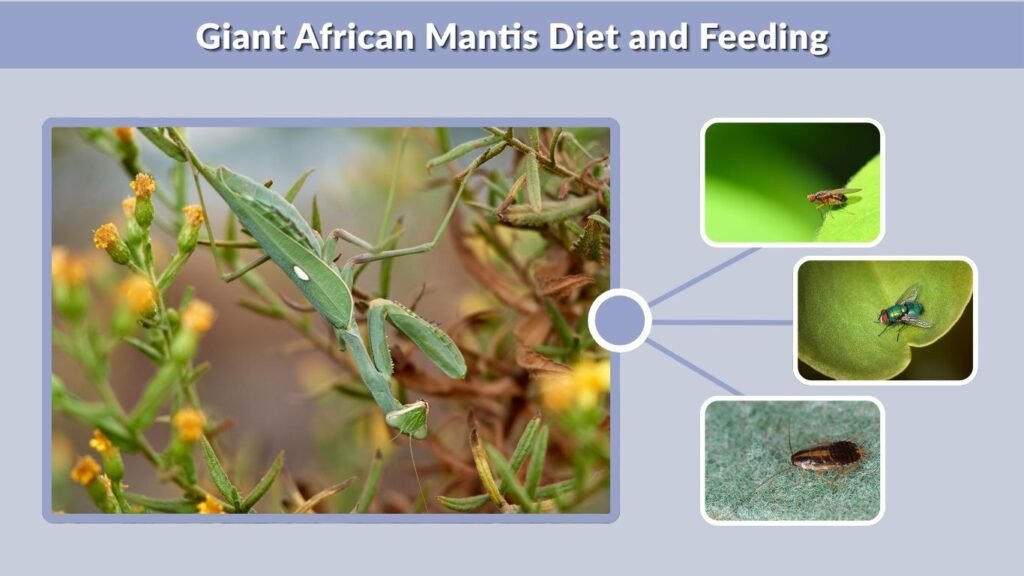 Giant African Mantis Diet and Feeding