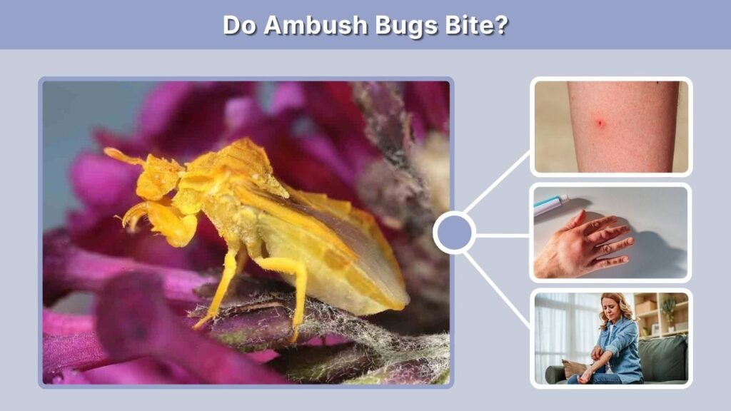 Do Ambush Bugs Bite?
