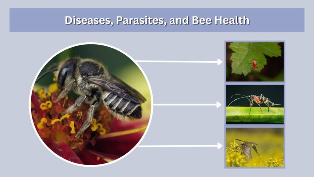 Diseases, Parasites, and Bee Health