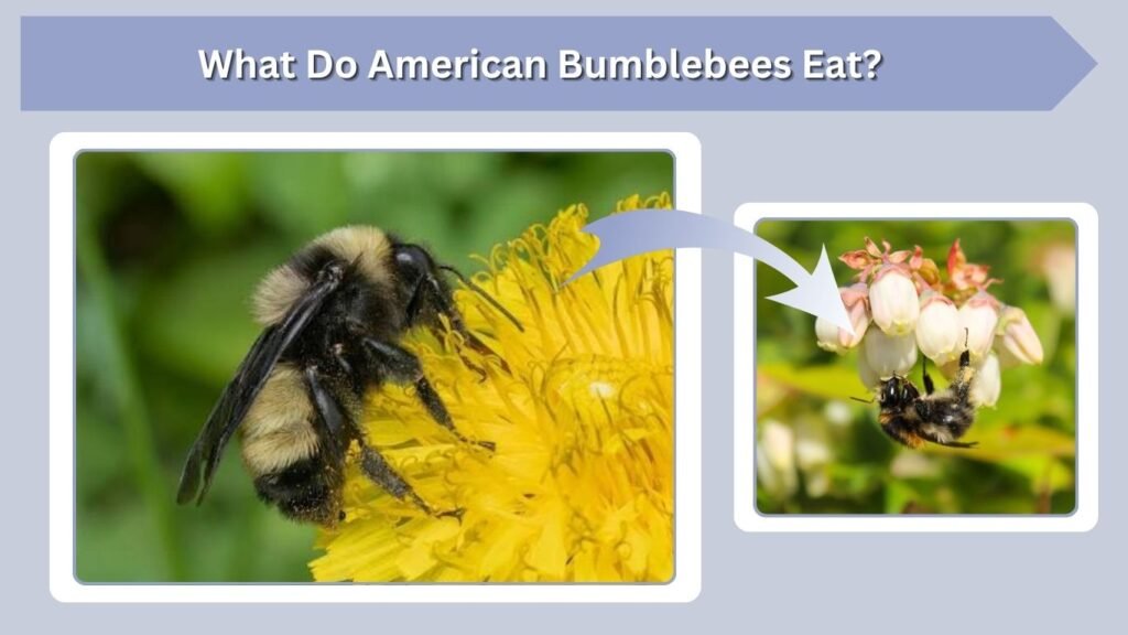 What Do American Bumblebees Eat?
