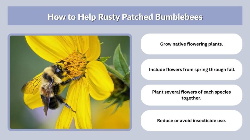How to Help Rusty Patched Bumblebees