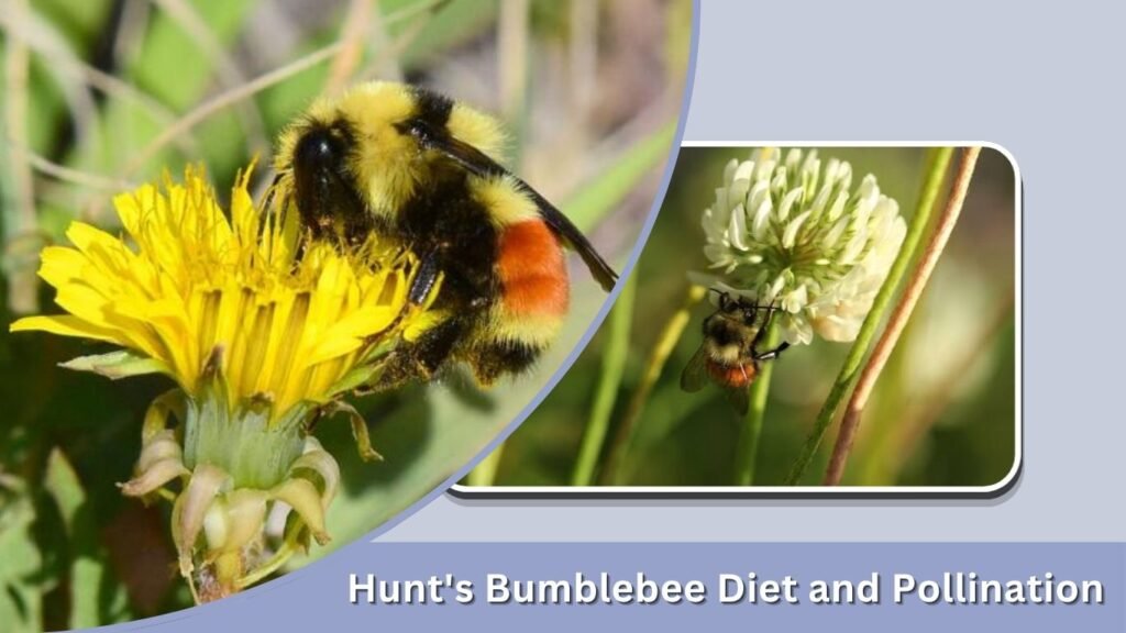 Hunt's Bumblebee Diet and Pollination