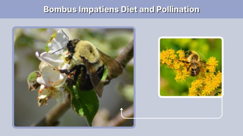 Bombus Impatiens Diet and Pollination