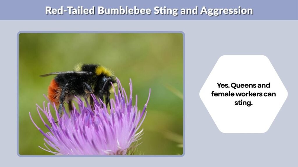 Red-Tailed Bumblebee Sting and Aggression