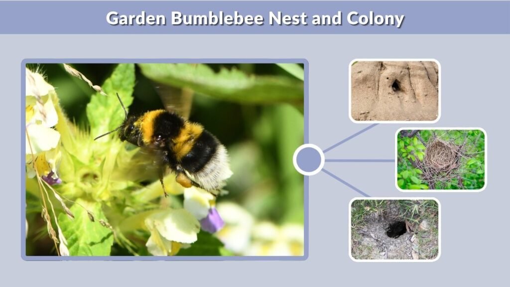 Garden Bumblebee Nest and Colony