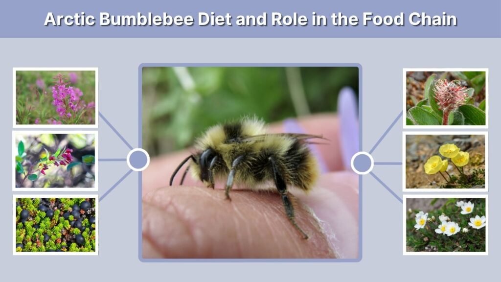 Arctic Bumblebee Diet and Role in the Food Chain
