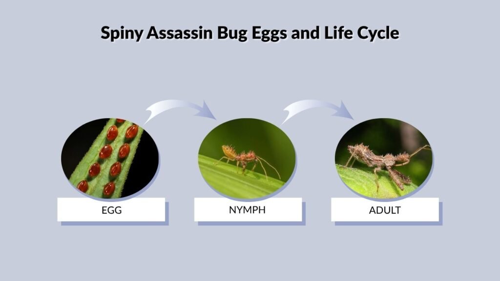 Spiny Assassin Bug Eggs and Life Cycle