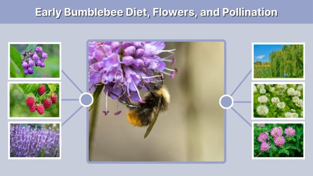 Early Bumblebee Diet, Flowers, and Pollination