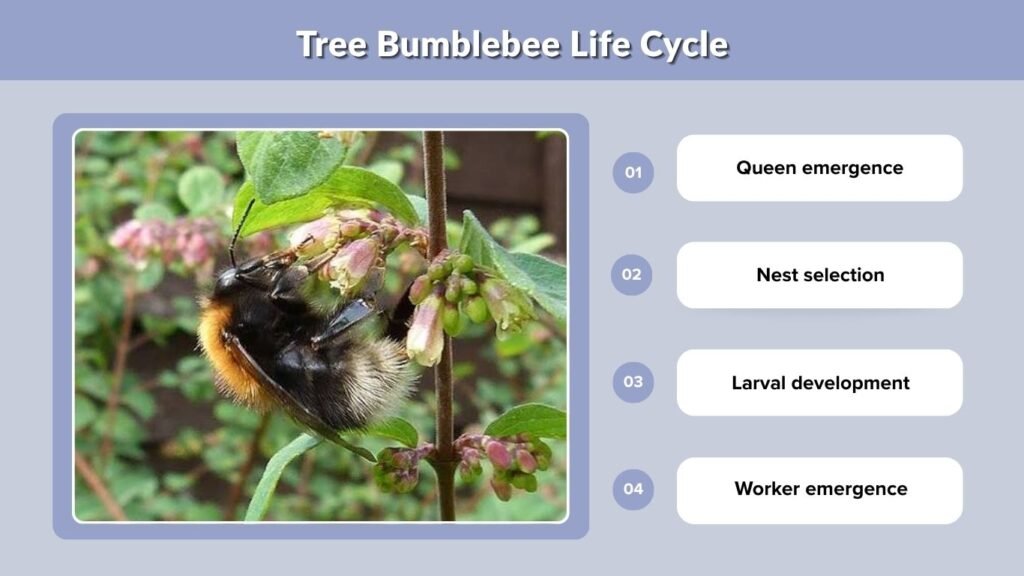 Tree Bumblebee Life Cycle