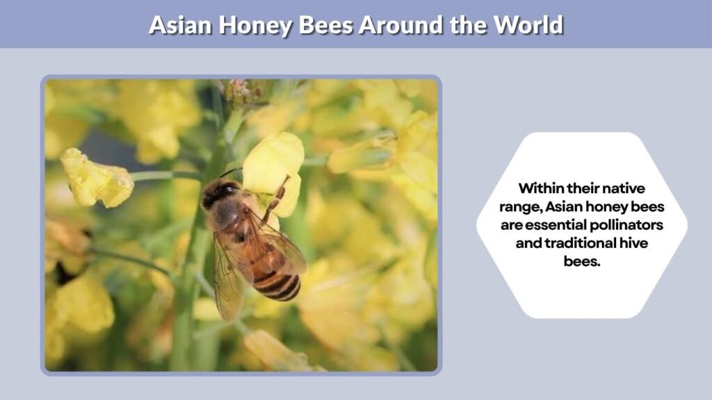 Asian Honey Bees Around the World