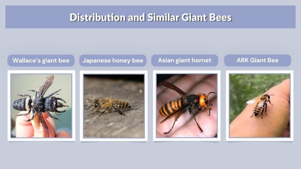 Distribution and Similar Giant Bees