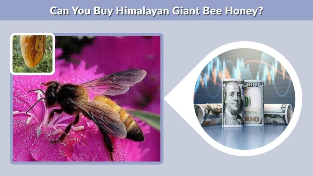 Can You Buy Himalayan Giant Bee Honey?