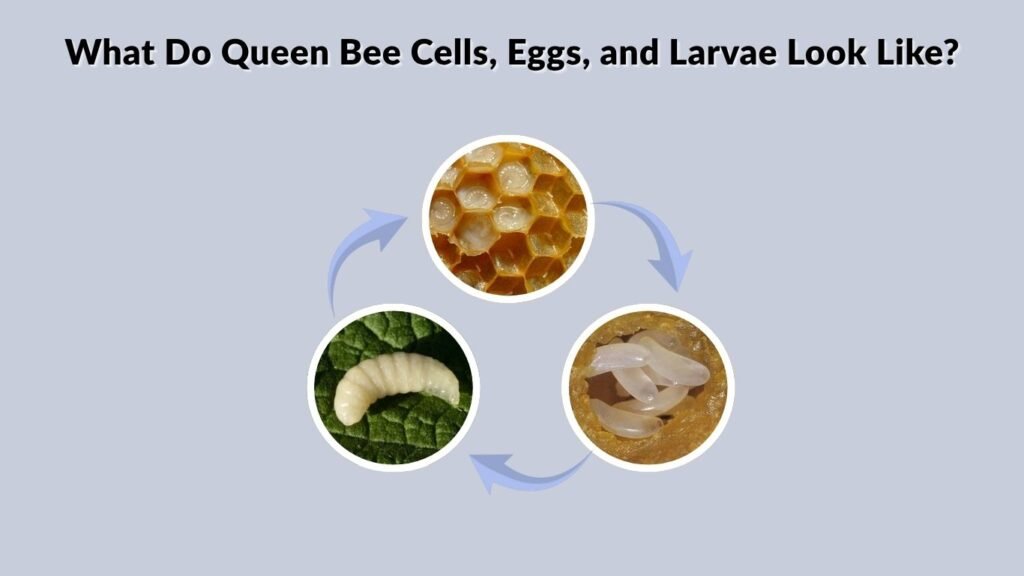 What Do Queen Bee Cells, Eggs, and Larvae Look Like?