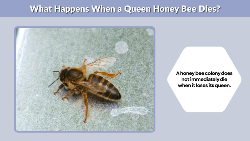 What Happens When a Queen Honey Bee Dies?