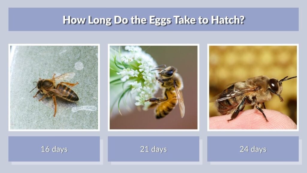How Long Do the Eggs Take to Hatch?