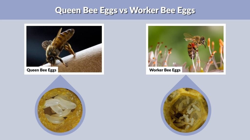 Queen Bee Eggs vs Worker Bee Eggs