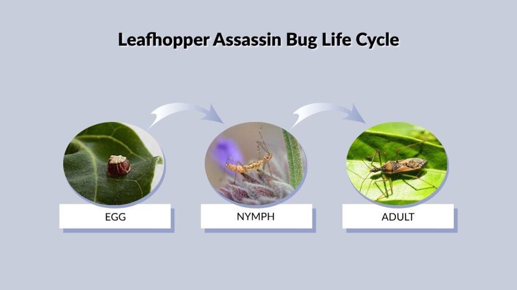 Leafhopper Assassin Bug Life Cycle