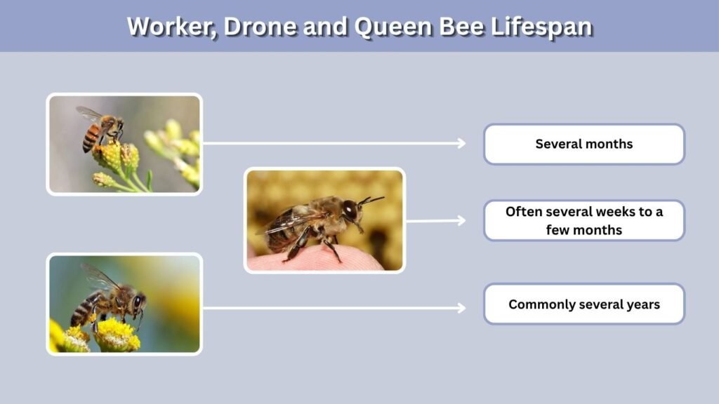Worker, Drone and Queen Bee Lifespan