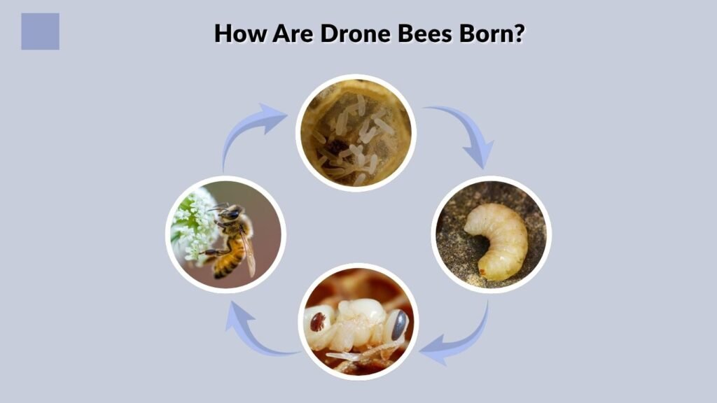 How Are Drone Bees Born?