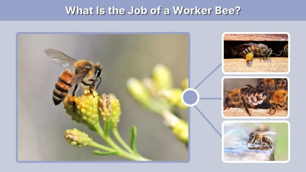 What Is the Job of a Worker Bee?