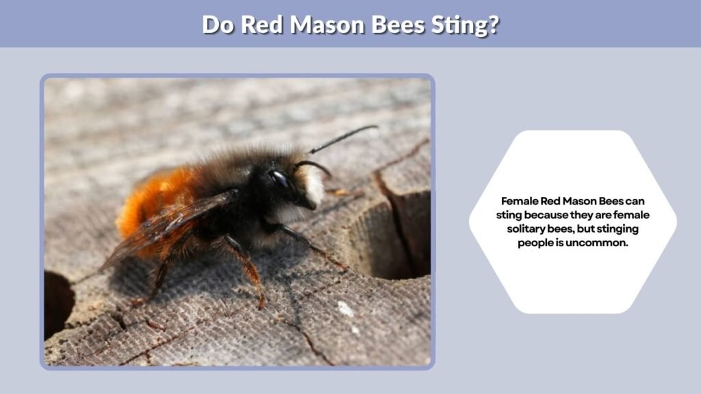Do Red Mason Bees Sting?