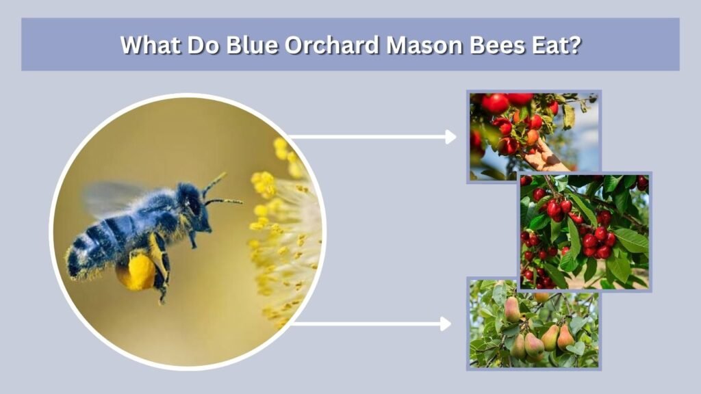 What Do Blue Orchard Mason Bees Eat?