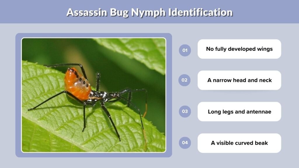 Assassin Bug Nymph Identification