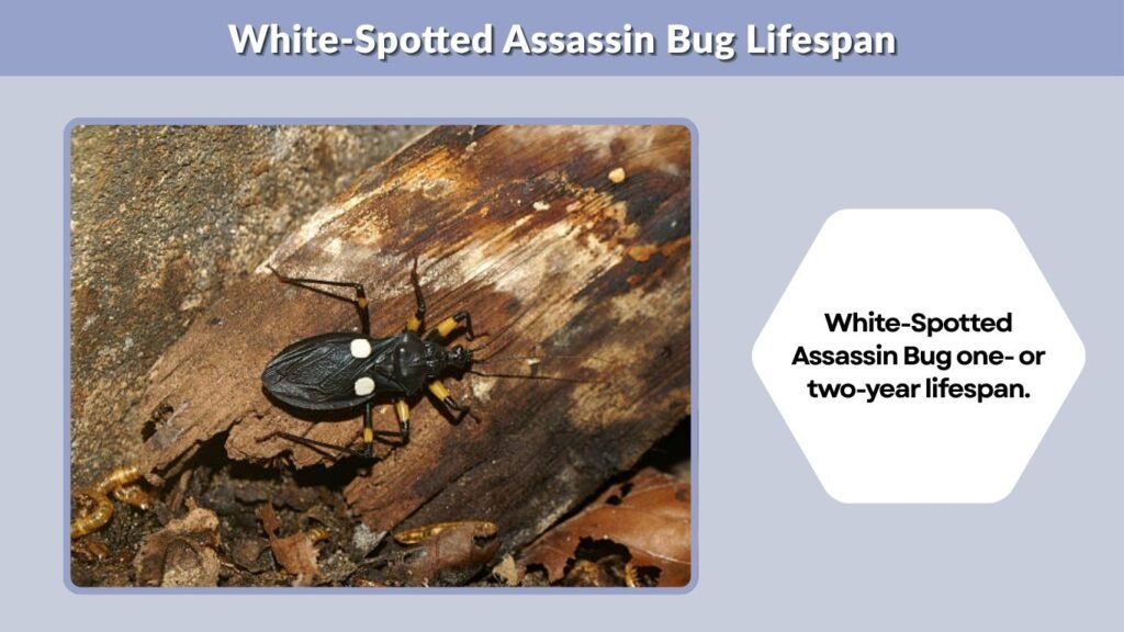 White-Spotted Assassin Bug Lifespan