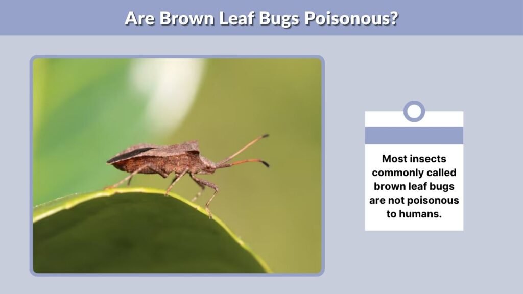 Are Brown Leaf Bugs Poisonous?
