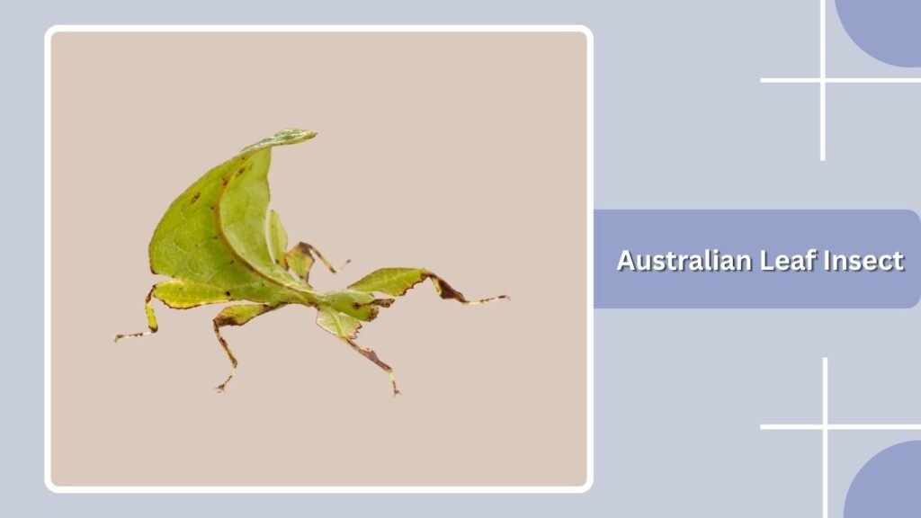 Australian Leaf Insect