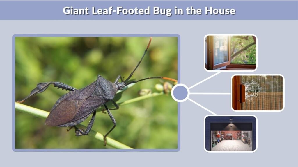 Giant Leaf-Footed Bug in the House