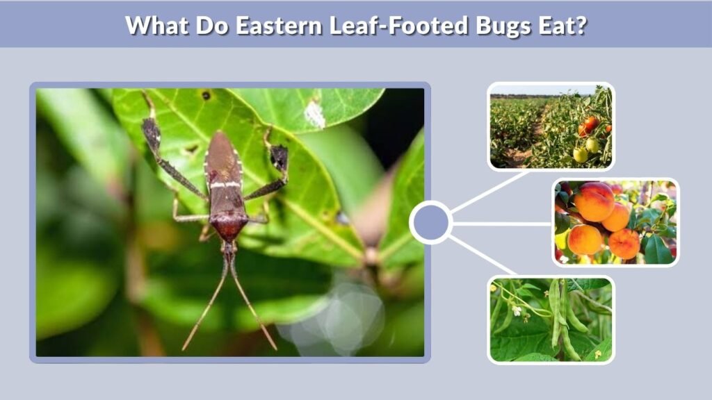 What Do Eastern Leaf-Footed Bugs Eat?