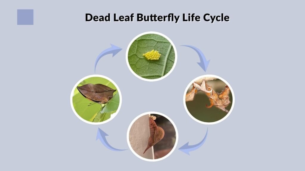 Dead Leaf Butterfly Life Cycle
