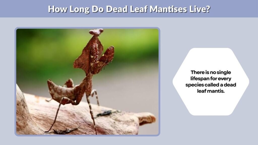 How Long Do Dead Leaf Mantises Live?